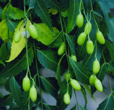 Hướng dẫn cách dùng Nim Ấn Độ (neem) Tin-Vui-Chữa-Lành