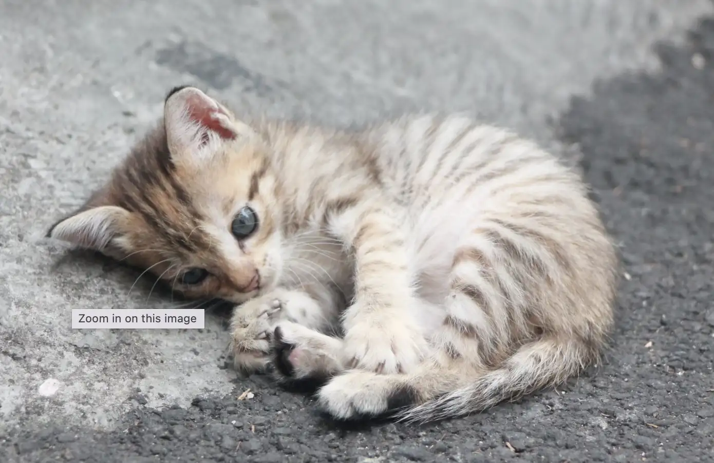 Mèo vào nhà là điềm gì? Tốt hay xấu?