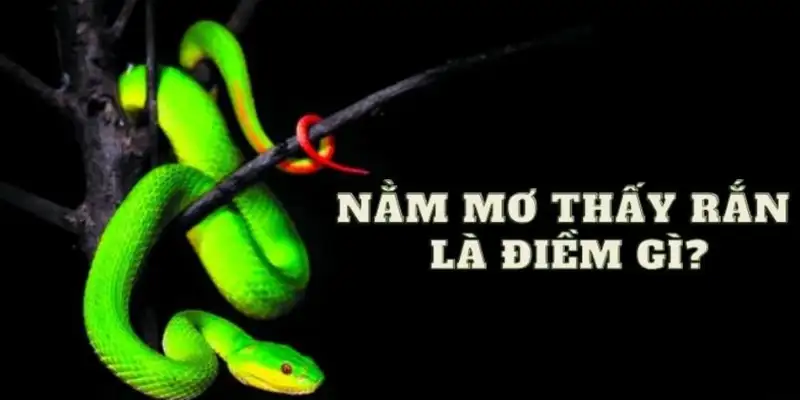 Mơ Thấy Rắn Là Điềm Gì – Luận Giải Từ A Đến Z Chi Tiết